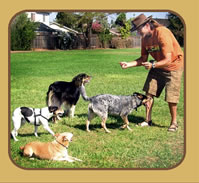 Best Dog Trainer